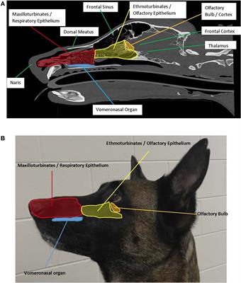 When the Nose Doesn’t Know: Canine Olfactory Function Associated With Health, Management, and Potential Links to Microbiota